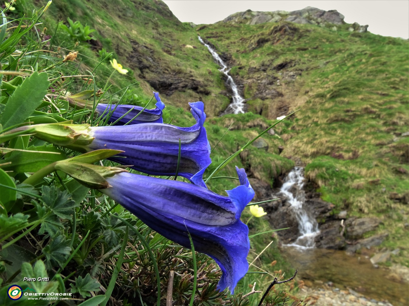 88 Genziane di Koch (Gentiana acaulis) sul sent. 109A.JPG